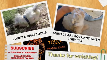 Funny dogs and cats playing in the snow - Funny animal compilation