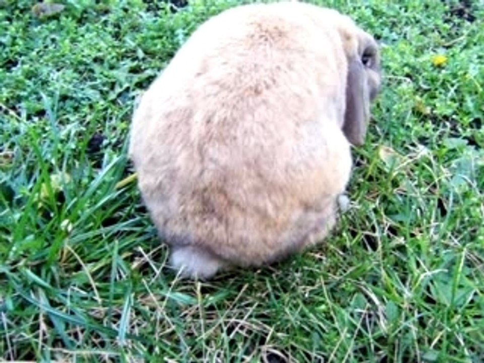 Enriques Popo zuckt beim mampfen :)