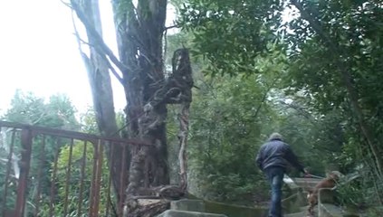 AUTOUR DE CLERMONT L'HERAULT NOEL 2013.