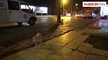 Yerleşik Alman Kadın Evde Asılı Bulundu