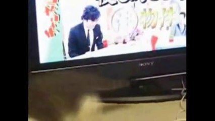 Les meilleures vidéos de chats