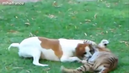 Des mignons bébés tigres!