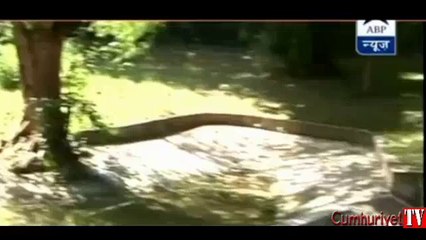 Vahşi kaplan, Hint genci böyle öldürdü