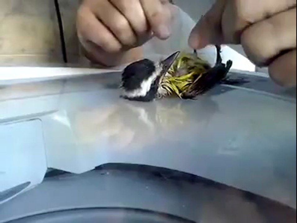 Kuşa suni tenefüs yapıp hayata döndürdü