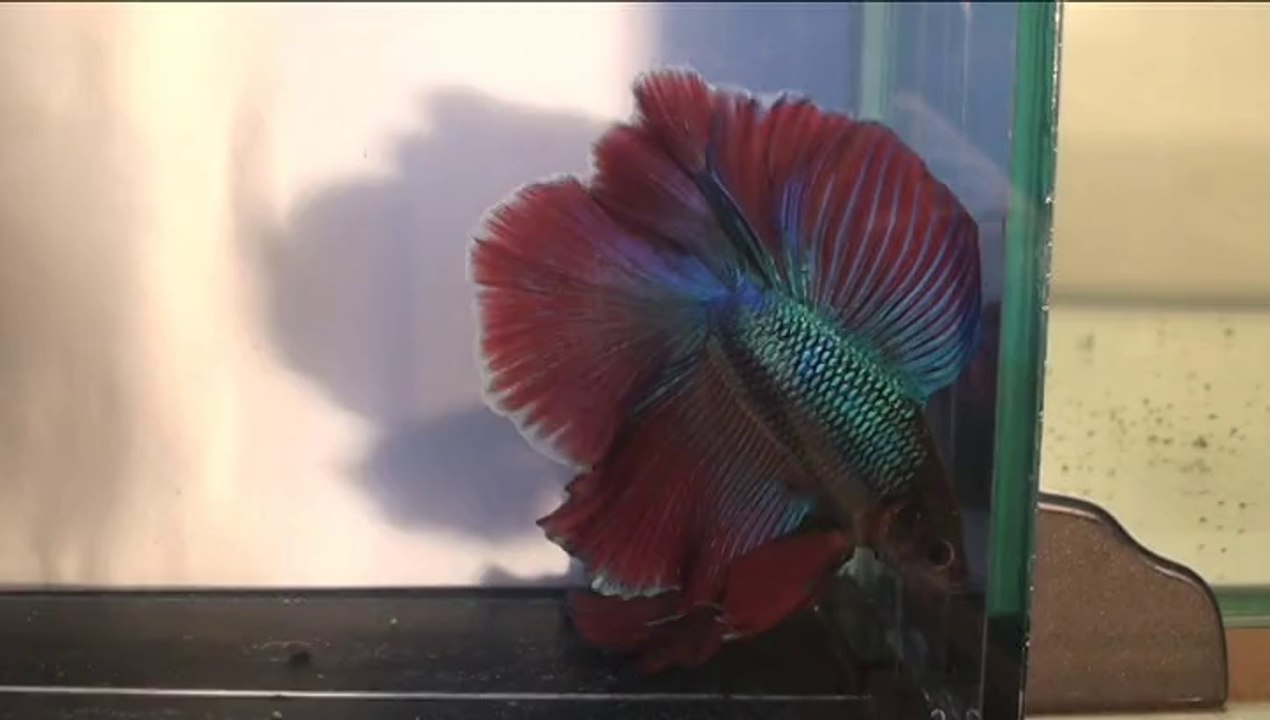 QD Project avant Dijon 2014