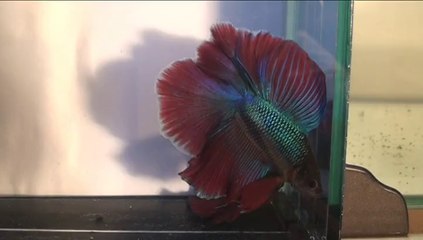 QD Project avant Dijon 2014