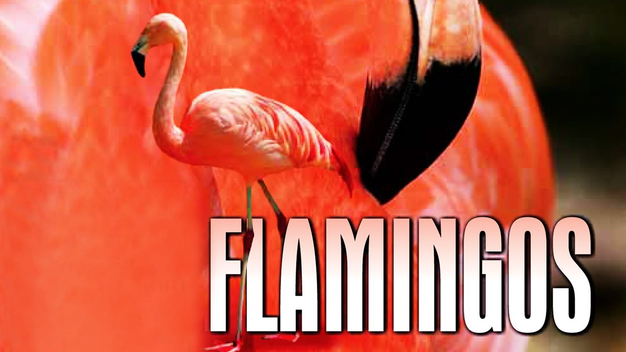 Flamingos - Das Leben der Flamingos (2009) [Dokumentation] | Film (deutsch)