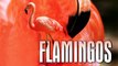 Flamingos - Das Leben der Flamingos (2009) [Dokumentation] | Film (deutsch)