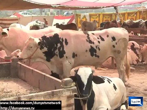 Dunya News - Gullu Butt, Pomi Butt, Bholu no 1 hit at Lahore's market selling sacrificial animals