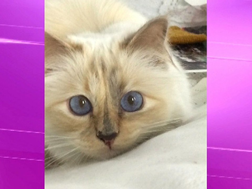 Culture et vous: "Choupette", le chat de Karl Lagerfeld est la star d'un livre – 23/09