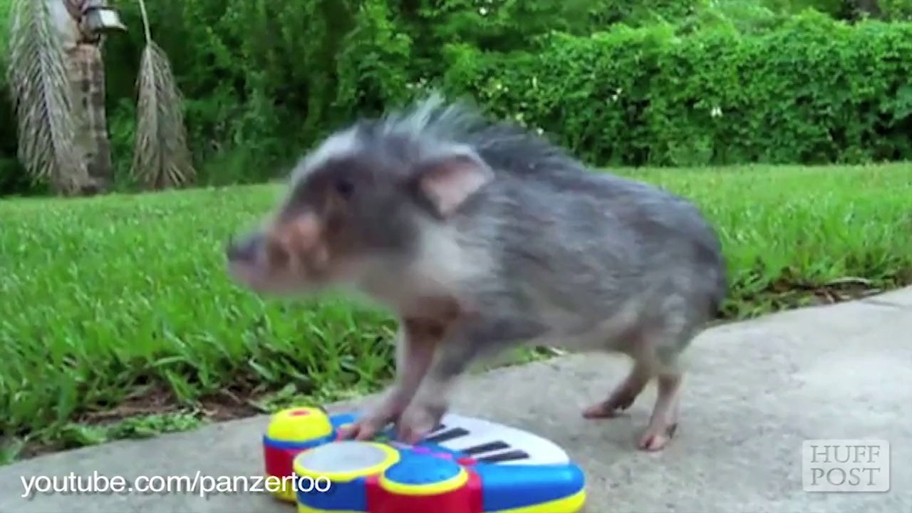 Ces bébés cochons sont irrésistibles