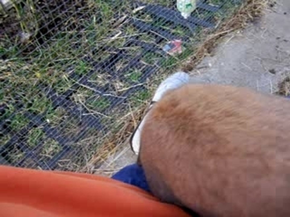 Erbsenflocken füttern, Hasen lieben die