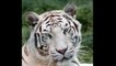Class 12 Student Killed by White Tiger At Delhi Zoo Tragic