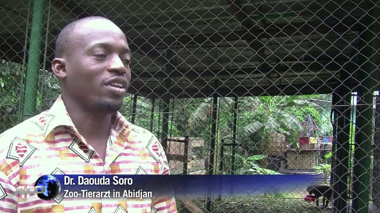 Ebola-Angst: Ivorer setzen ihre Haustiere aus