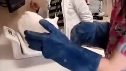 Funny Cats Compilation [Most See] Funny Cat Videos Ever Part 1