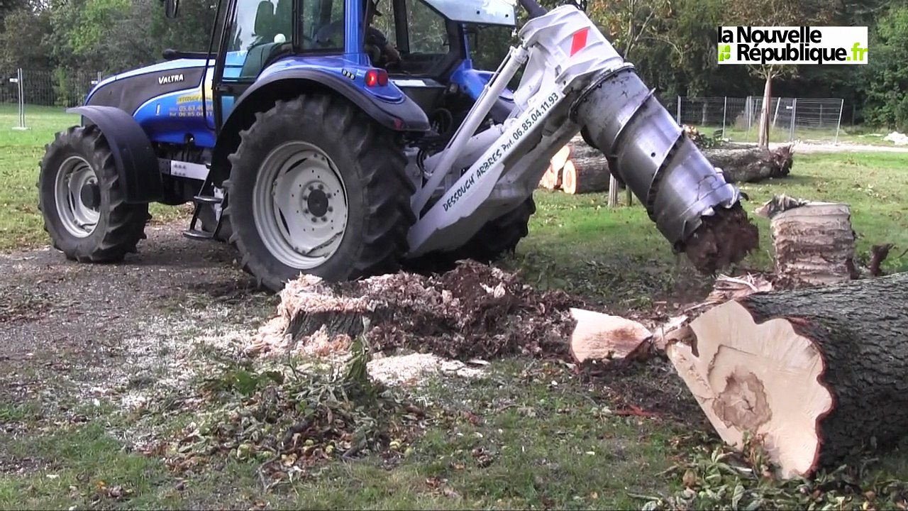 VIDEO. Parc Balsan : après l'abattage des marronniers, place au désouchage