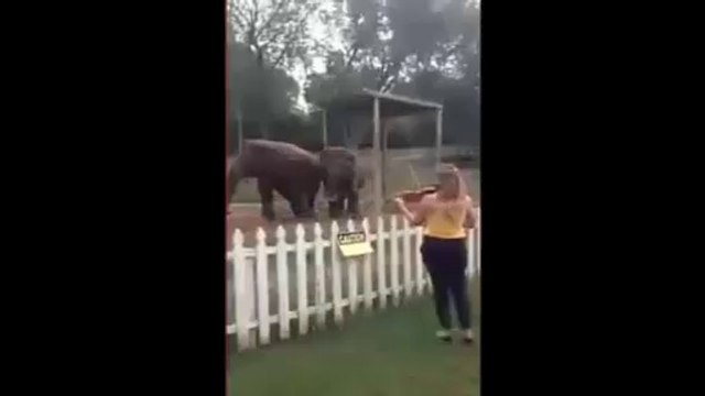 Elephants Dancing to Violin