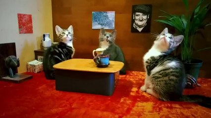 Catz using Lumia 930