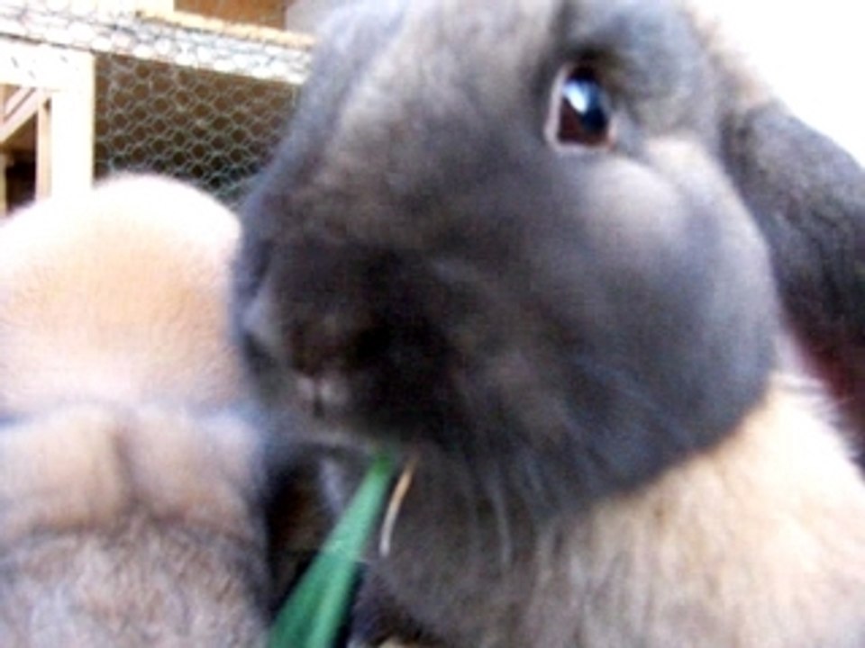 Noch mehr Gras fressende Hasis :)