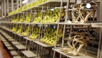 La empresa de los zapatos de lujo Jimmy Choo entrará en la bolsa de Londres en octubre
