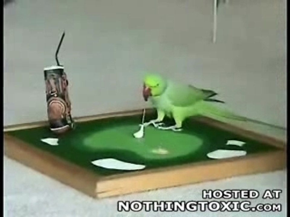 Maggolf_parrot