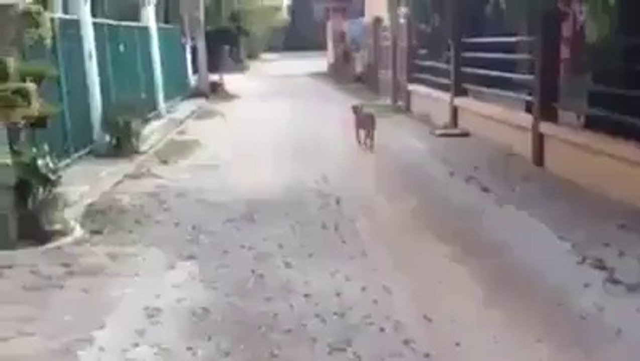 Smart Dog Good at Fooling