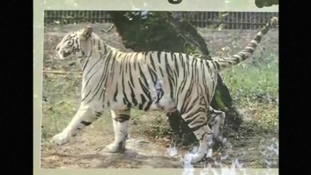 White tiger kills boy at Indian zoo