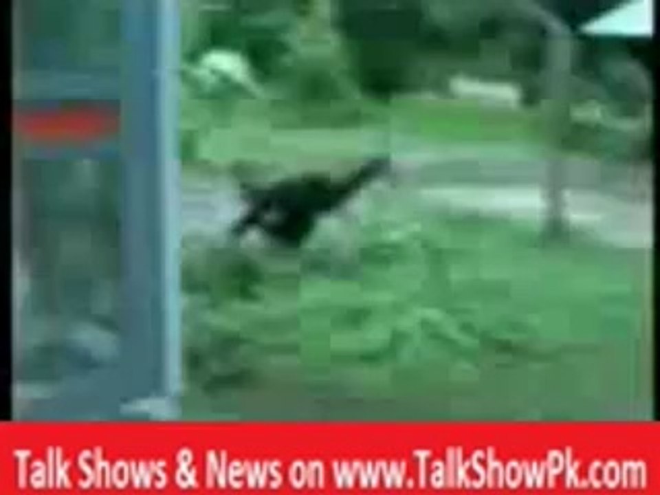 Monkey and Dog_ Sooo Funny Video