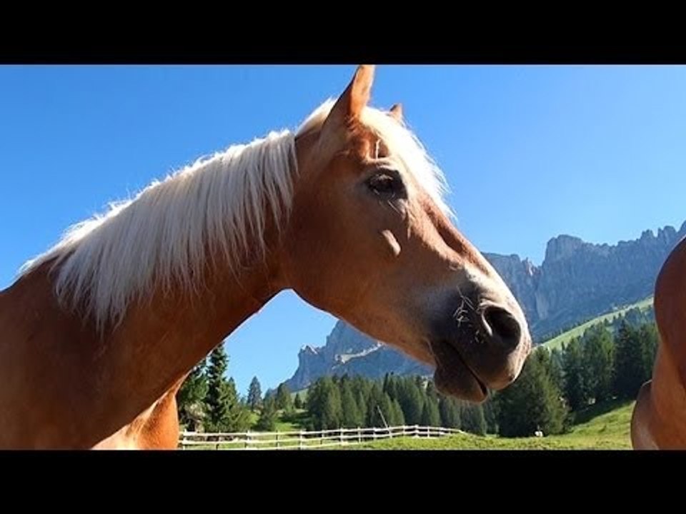 Haflinger mit Herz aus Südtirol