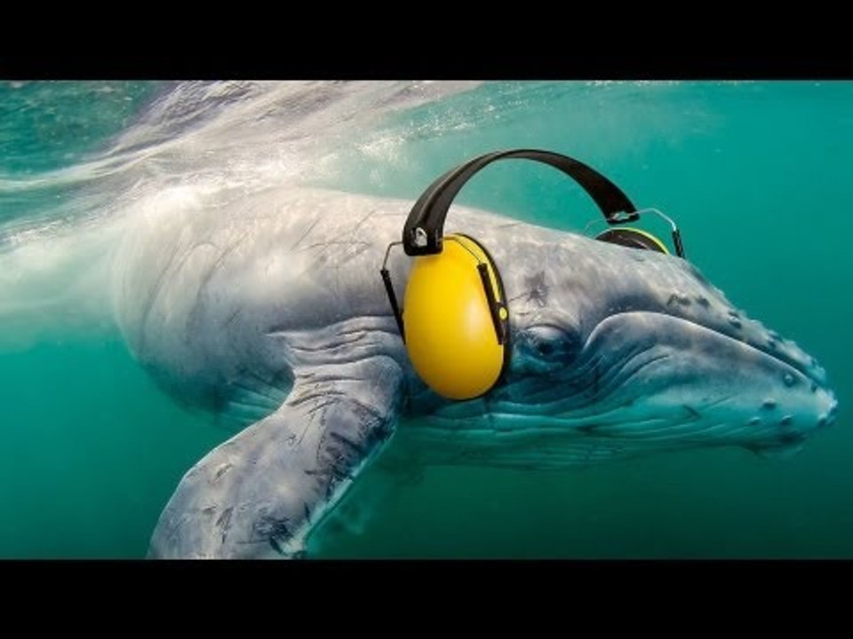 Skandal in der Adria ! Mehr als 35.000 Quadratkilometer Meeresfläche sind in Gefahr !