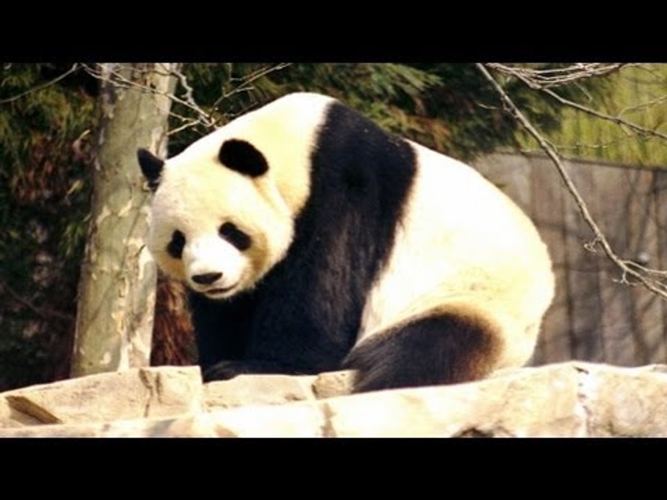 Pandaliebe in Kanada