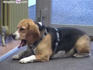 Tiernahrung, Grundkommandos und Autofahren mit Hund © RatgeberTV.com 2011