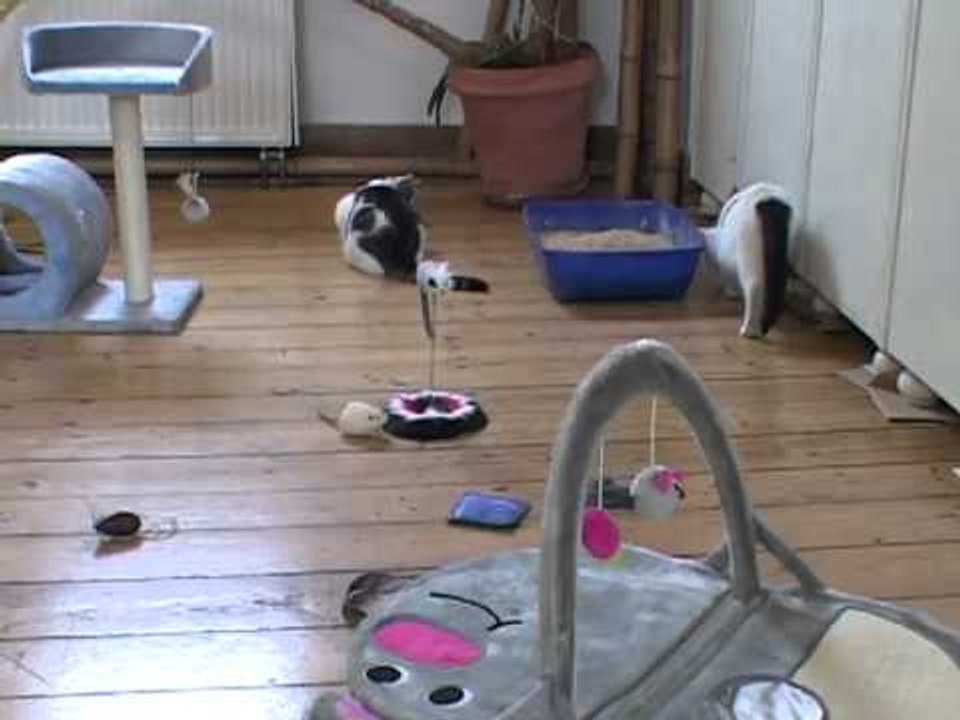 Stubenrein Tipps & Tricks, Boswelia, Tiernahrung