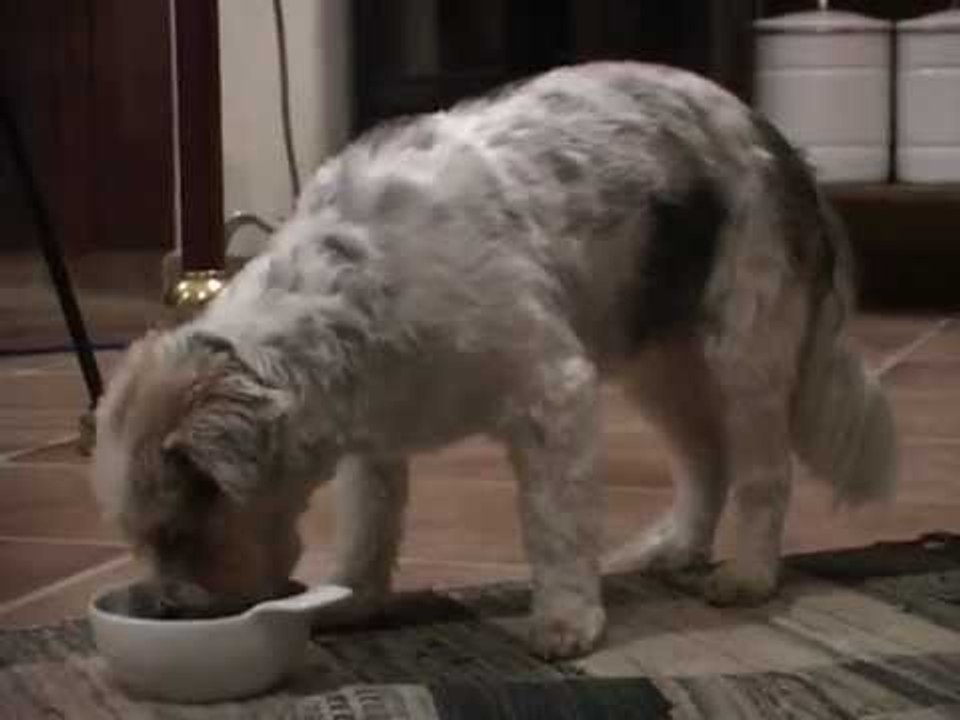 Tiernahrung - Boswelia Bronchialwellis für den Winter