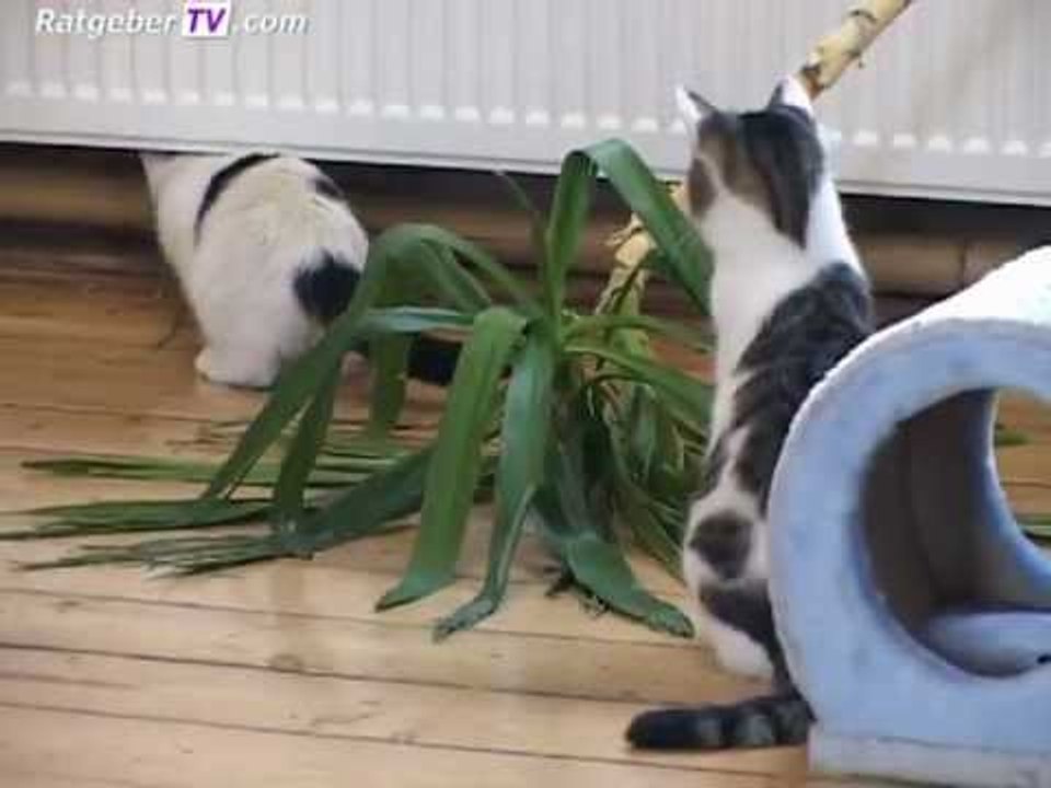 Tiernahrung - Inhaltsstoffe und Reinheit © www.RatgeberTV.com 2011