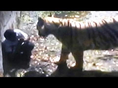 Raw Footage: 'Mar Gaya! - Onlooker's Chilling Remarks as Tiger Mauls Youth in Delhi Zoo