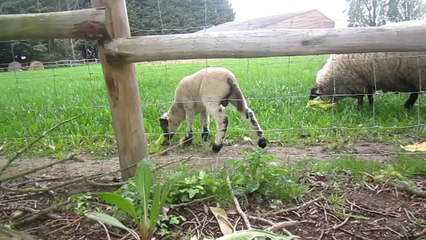 le grand pardon (joyeuses pâques)