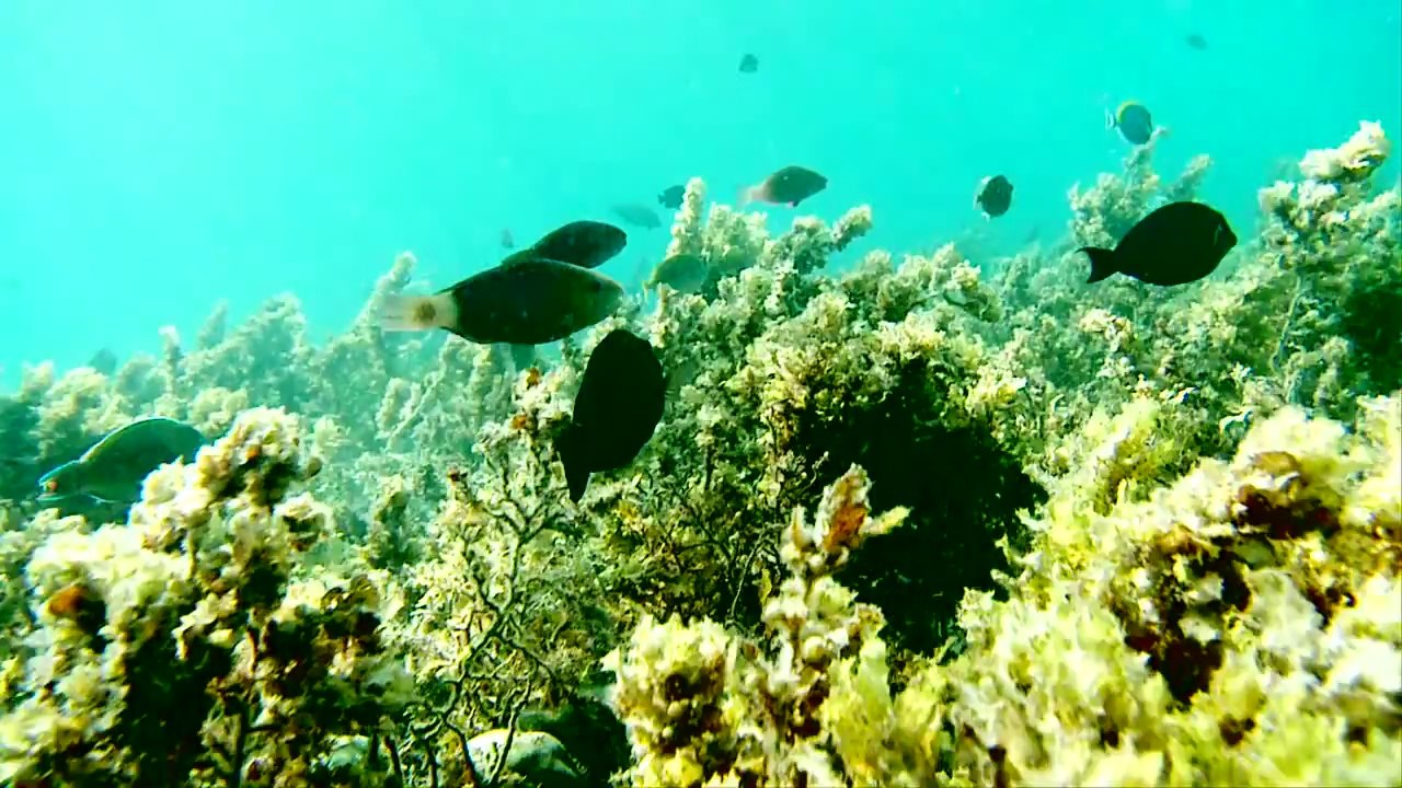 【World Swimsuit】Catrinel Menghia - World Swimsuit