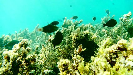 【World Swimsuit】Catrinel Menghia - World Swimsuit