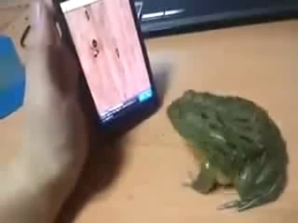 Frog Playing Ant Smasher Game