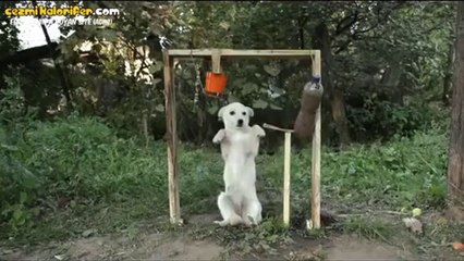 Ice Bucket Challange Yapan Köpek
