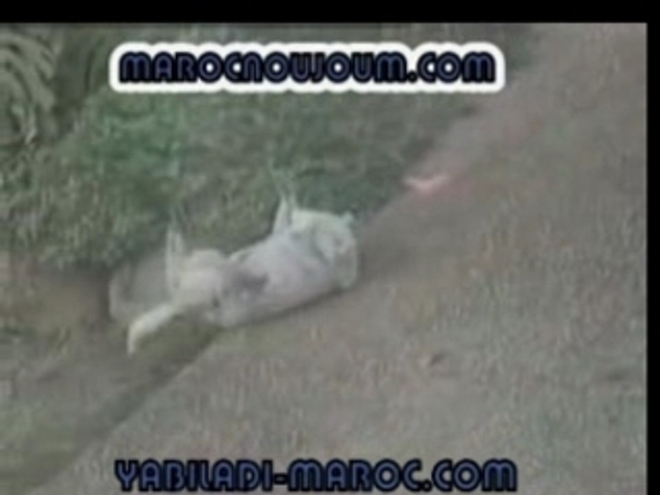 Humour animaux gratouille