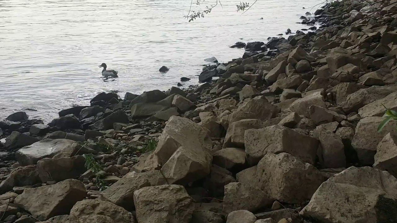 Ein kleiner Moment am Rhein 1