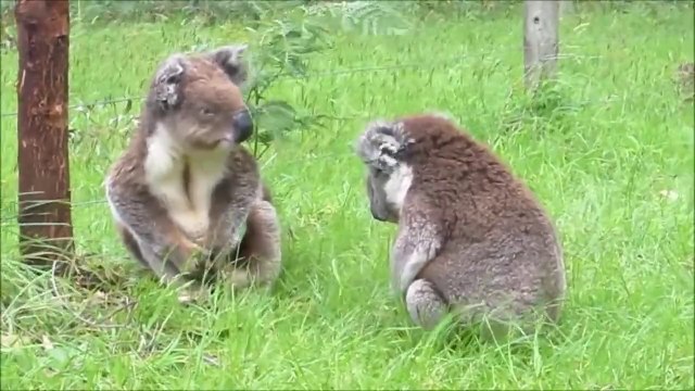 So cute koalas fighting!