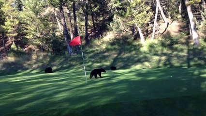 Un bébé ours joue sur un terrain de golf! Un vrai petit chien...