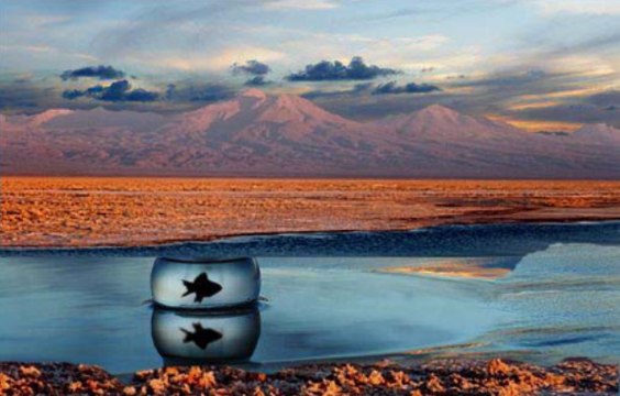 Les poissons du désert