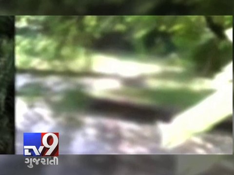 Delhi zoo horror - White tiger mauls youth to death - Tv9 Gujarati