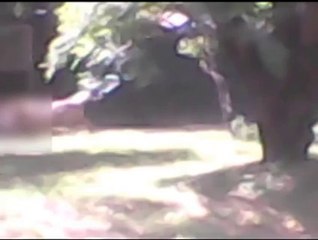 Tiger Eats Man in Delhi Zoo – Shocking Video