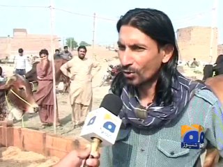 Faisalabad Cattle Market-24 Sep 2014