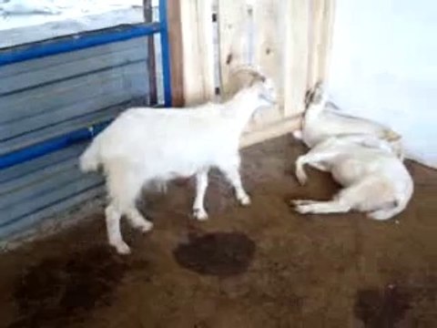 Saanen Keçisi Doğum Anı